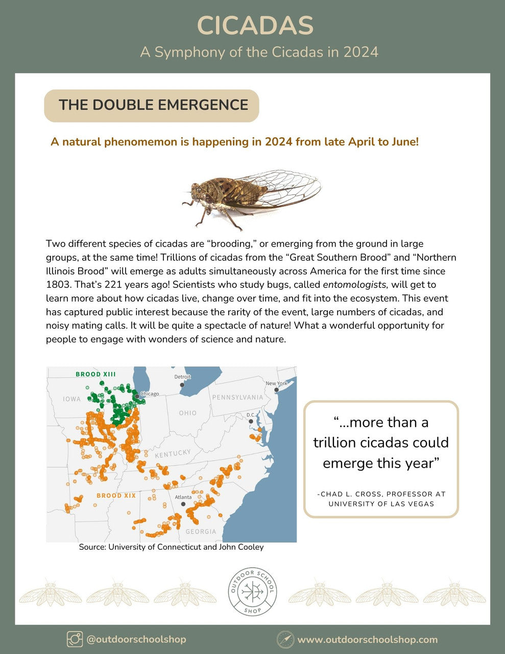 What's making all that noise...Cicadas