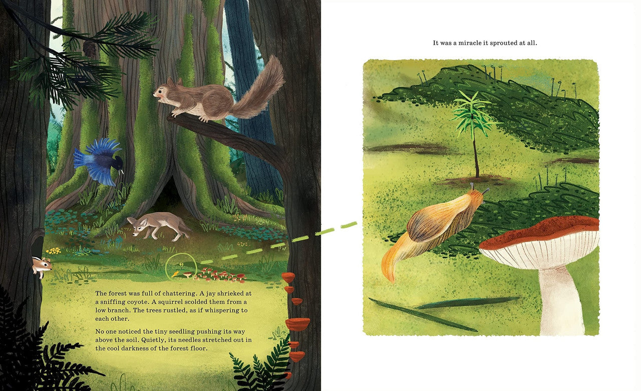 Listen to the Language of the Trees: A Story of How Forests Communicate Underground