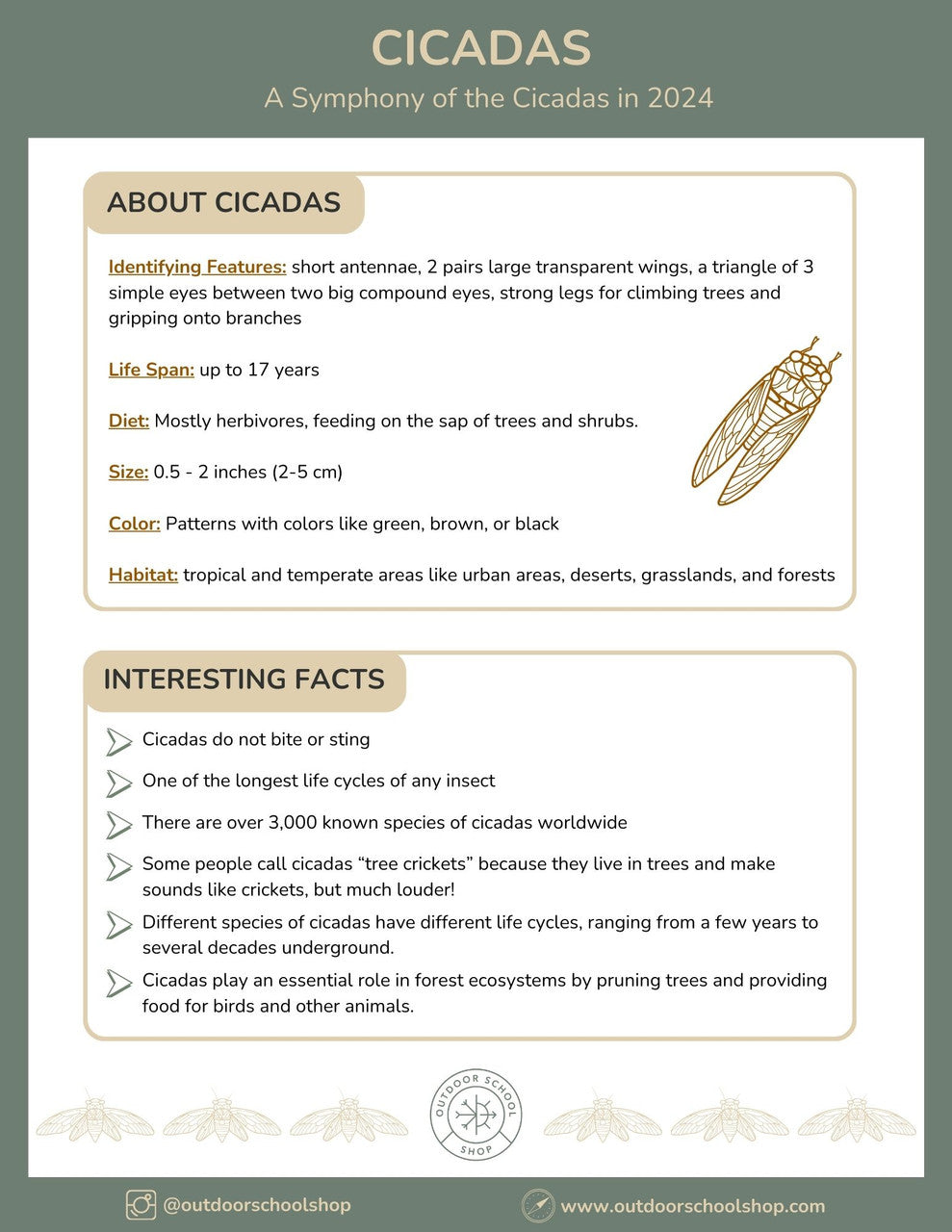 What's making all that noise...Cicadas