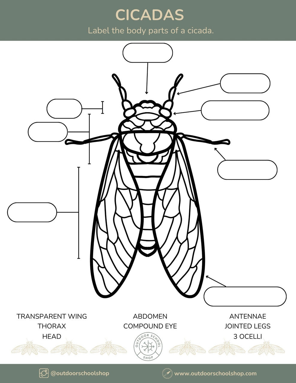 What's making all that noise...Cicadas