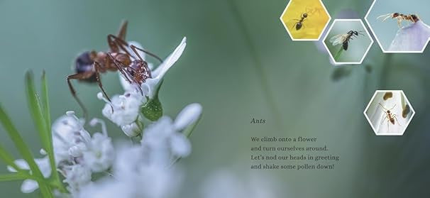 The Mighty Pollinators (Step Gently, Look Closely)