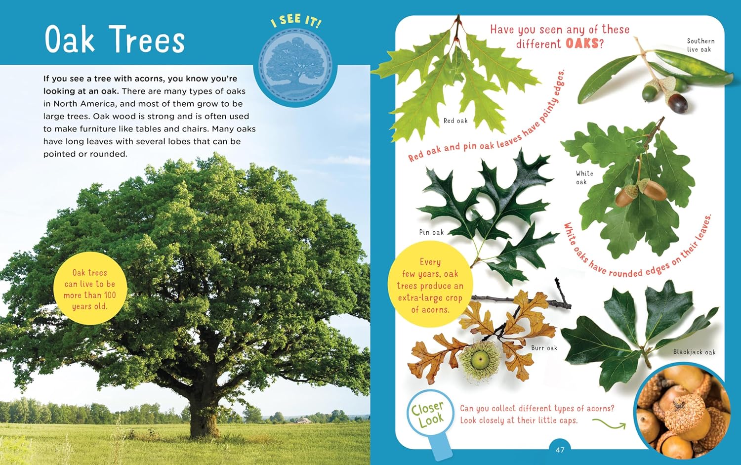 Backpack Explorer: Discovering Trees