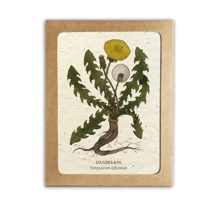 Plantable Wildflower Seed Paper Medicinal Plants Card Set