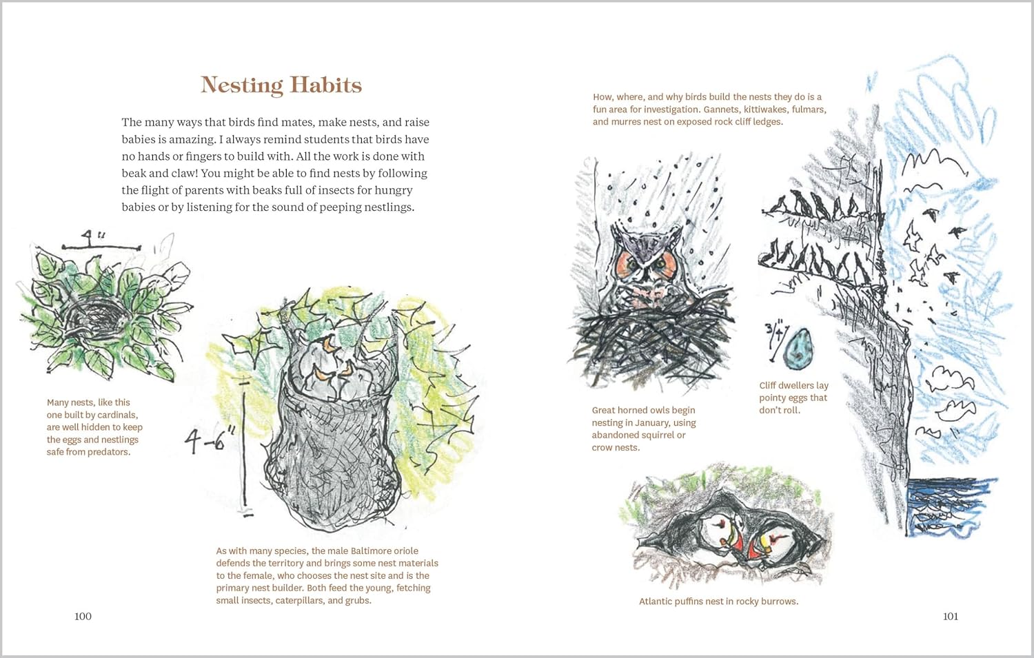 How to Look at a Bird: Open Your Eyes to the Joy of Watching and Knowing Birds