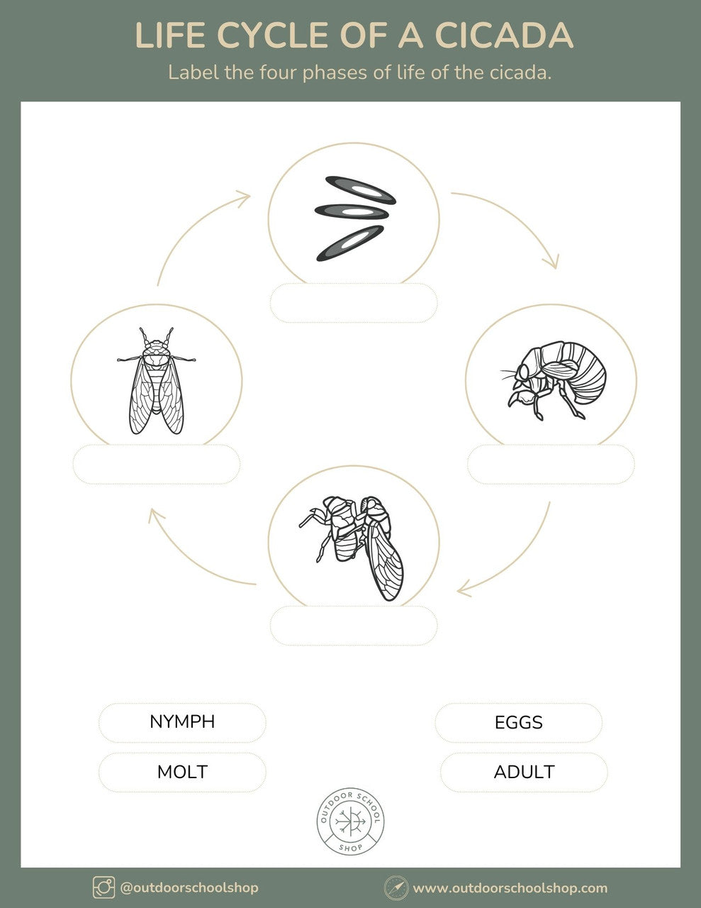 What's making all that noise...Cicadas