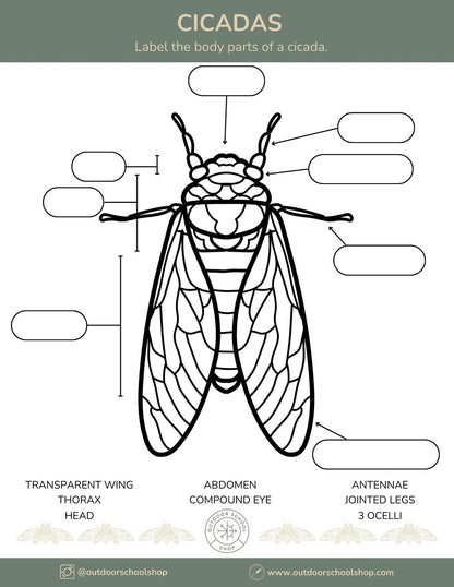 Cicada Label What's making all that noise...Cicadas – Outdoor School Shop
